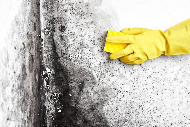 Best Commercial Mold Removal  in Whitewater, CA