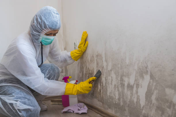 Best Toxic Mold Removal  in Whitewater, CA