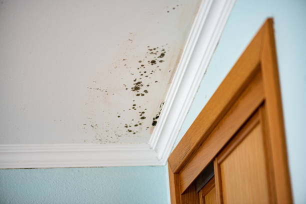 Best Certified Mold Removal  in Whitewater, CA