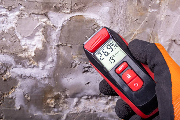 Best Professional Mold Removal  in Whitewater, CA