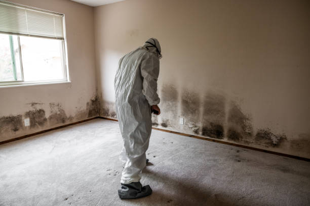 Best Office Mold Removal Services  in Whitewater, CA