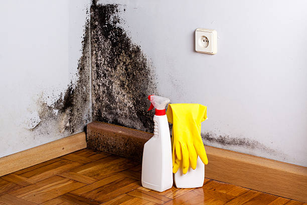 Best Mold Testing  in Whitewater, CA