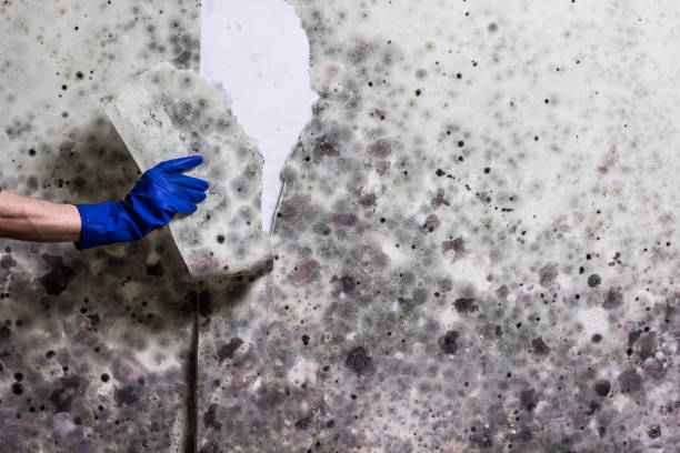 Best Local Mold Removal Service  in Whitewater, CA