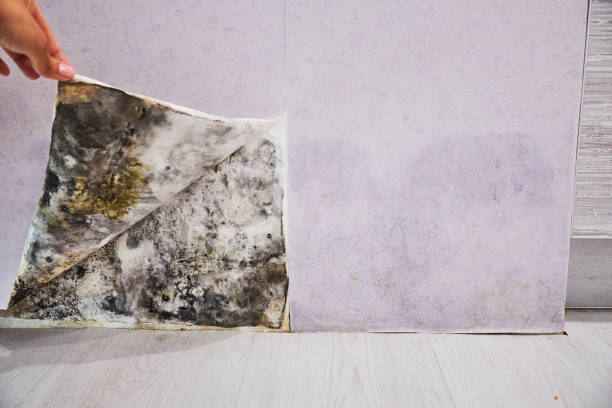 Best Emergency Mold Removal  in Whitewater, CA